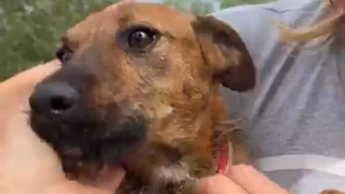 Cane pozzo