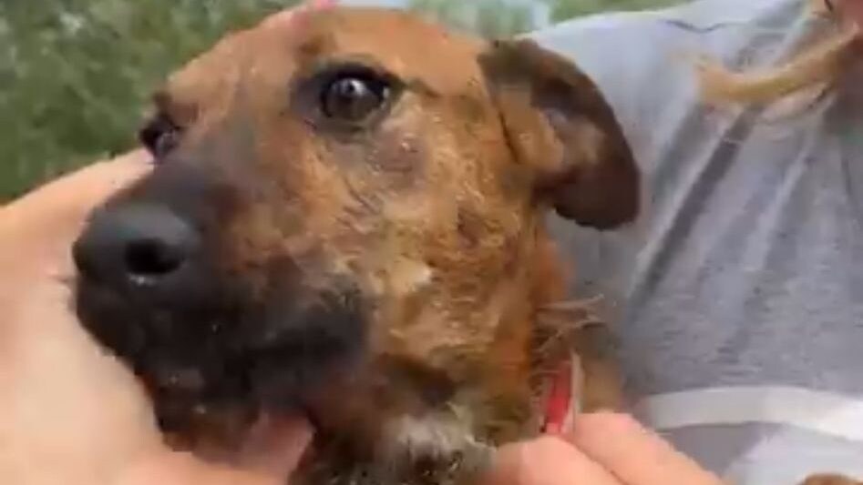 Cane pozzo