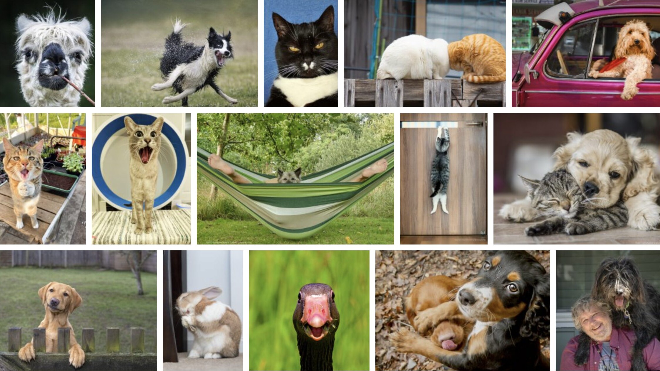 Comedy Pet Photography Awards 2022