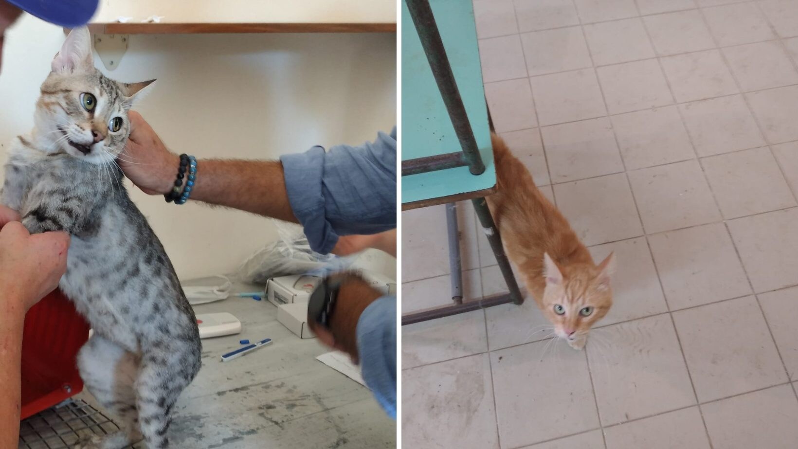 gatti scicli