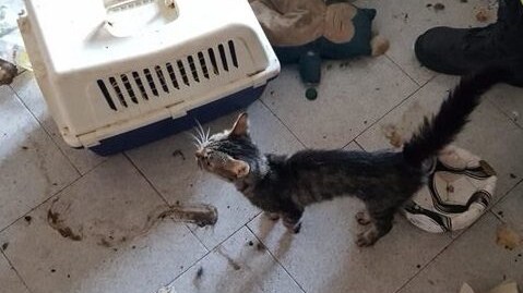 gatto sequestro modena