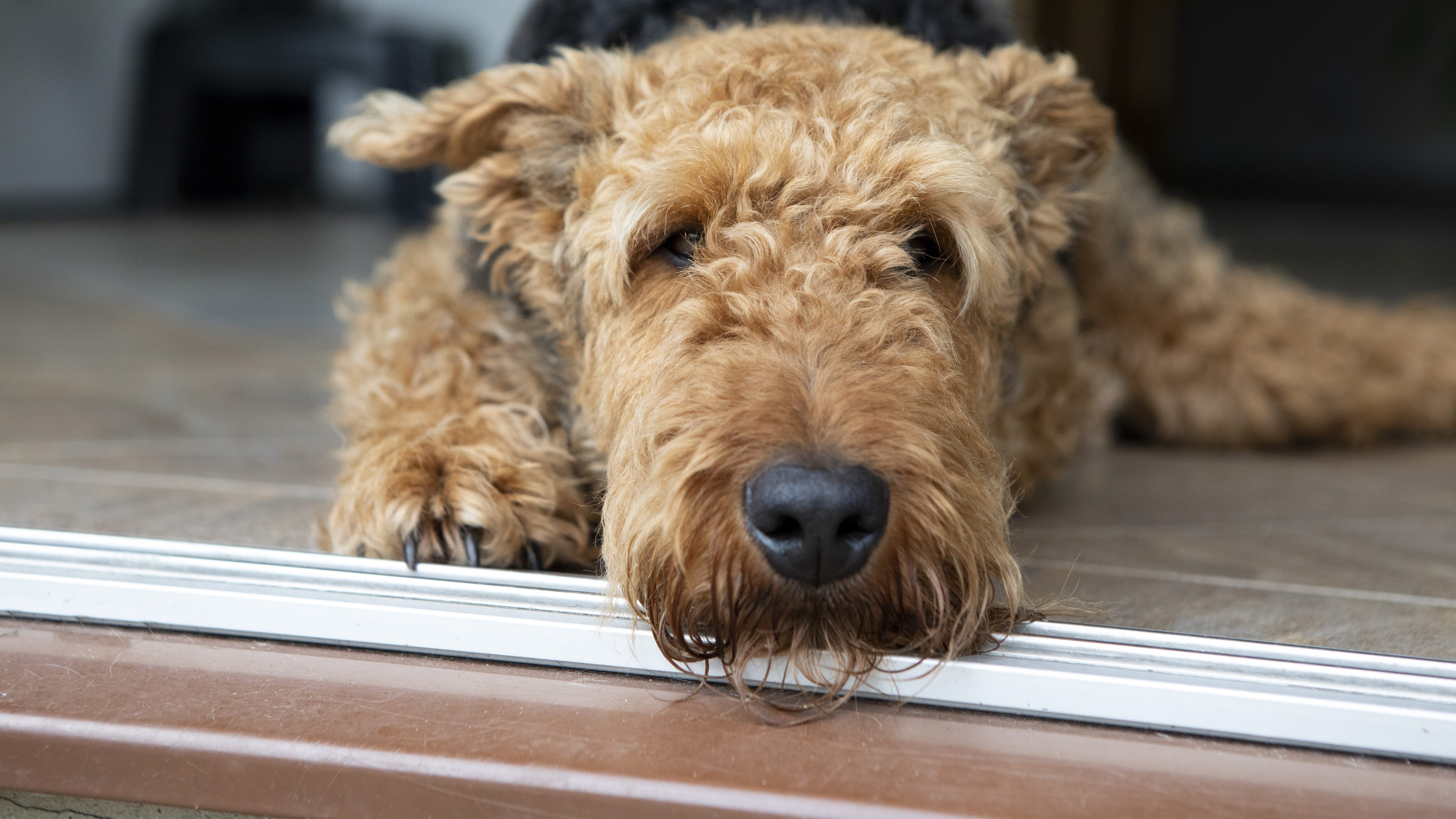 Airedale terrier