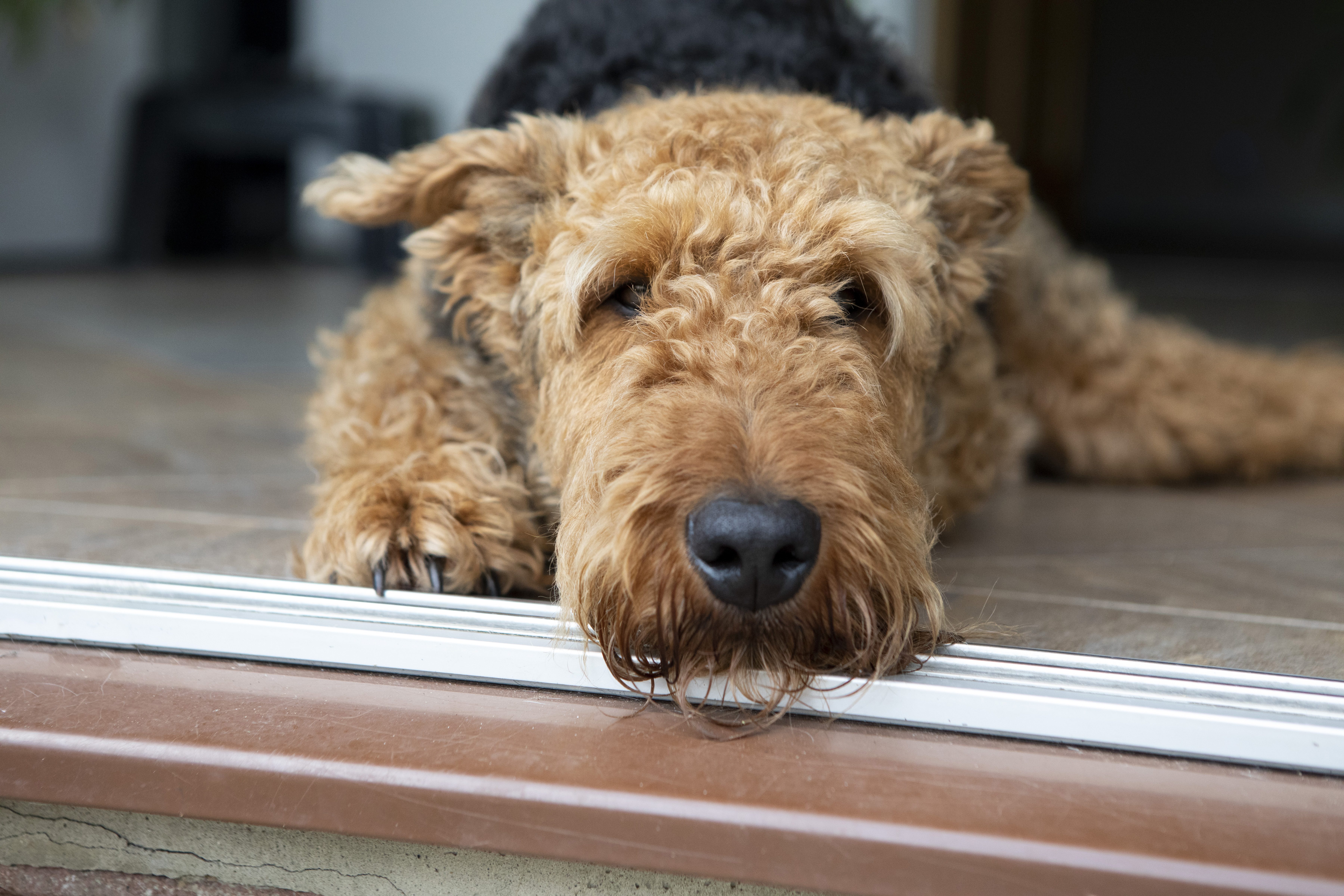 Airedale terrier