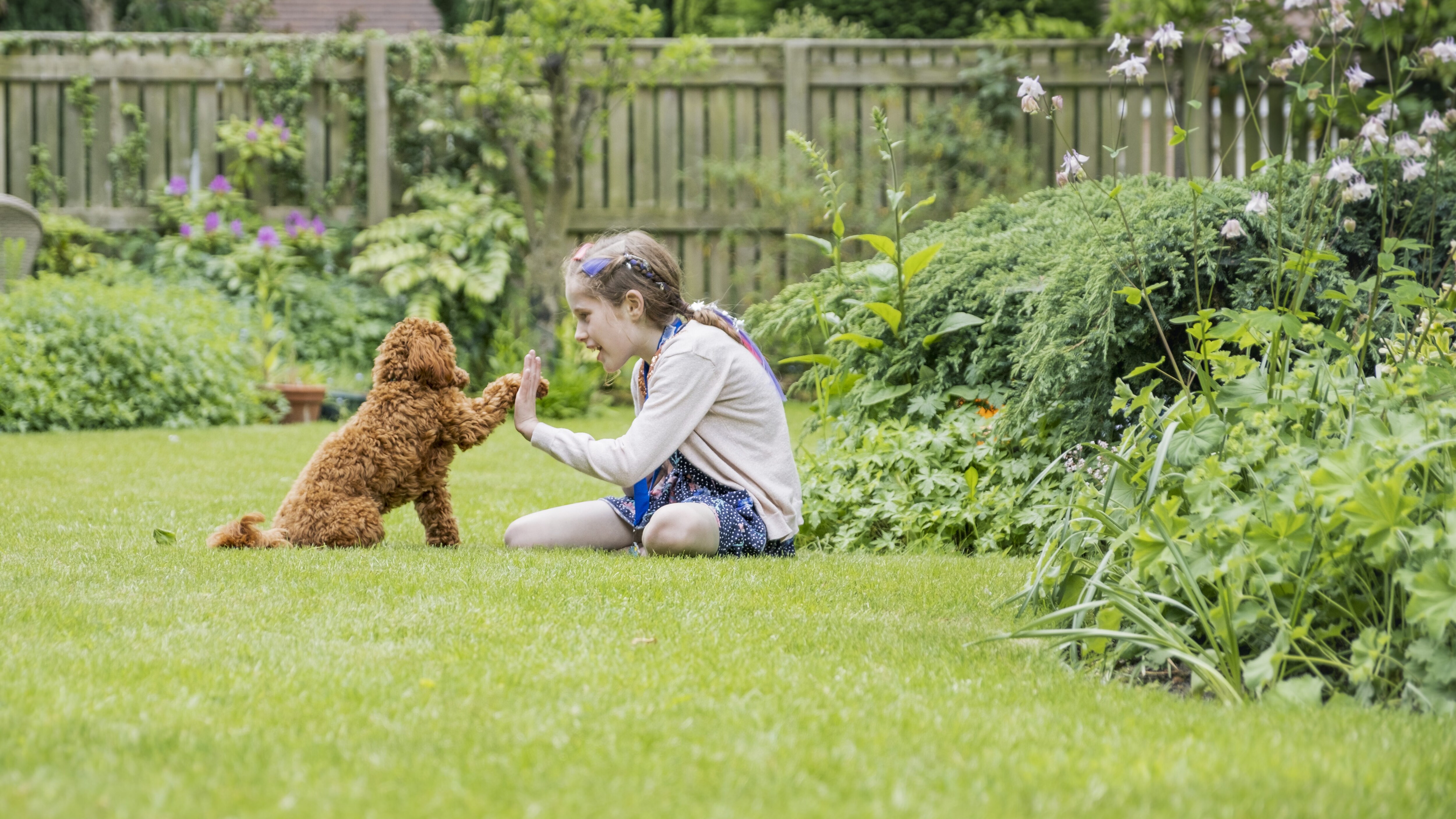 cani e bambini