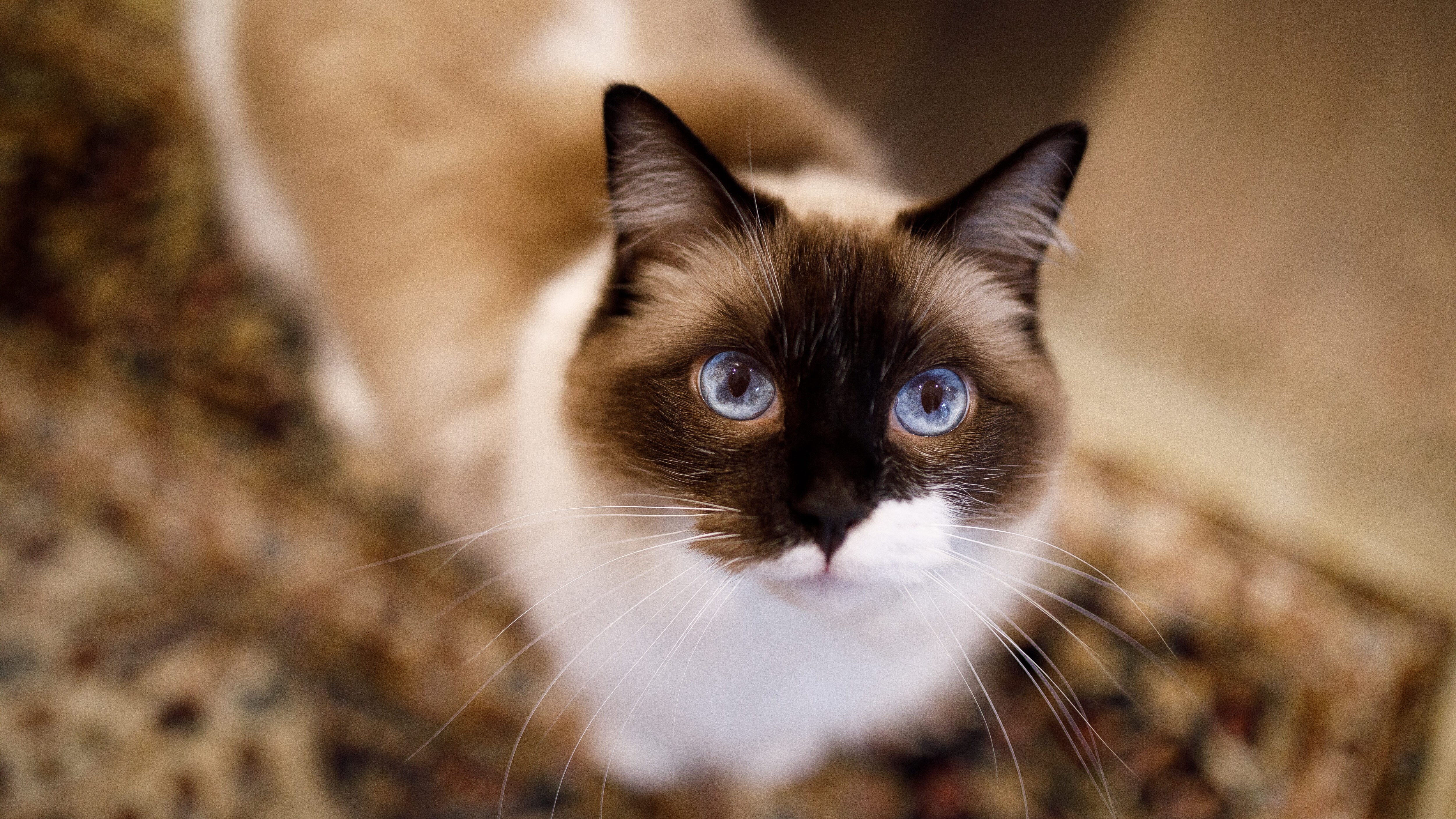 gatto ragdoll