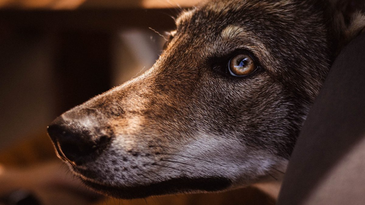 cane lupo cecoslovacco