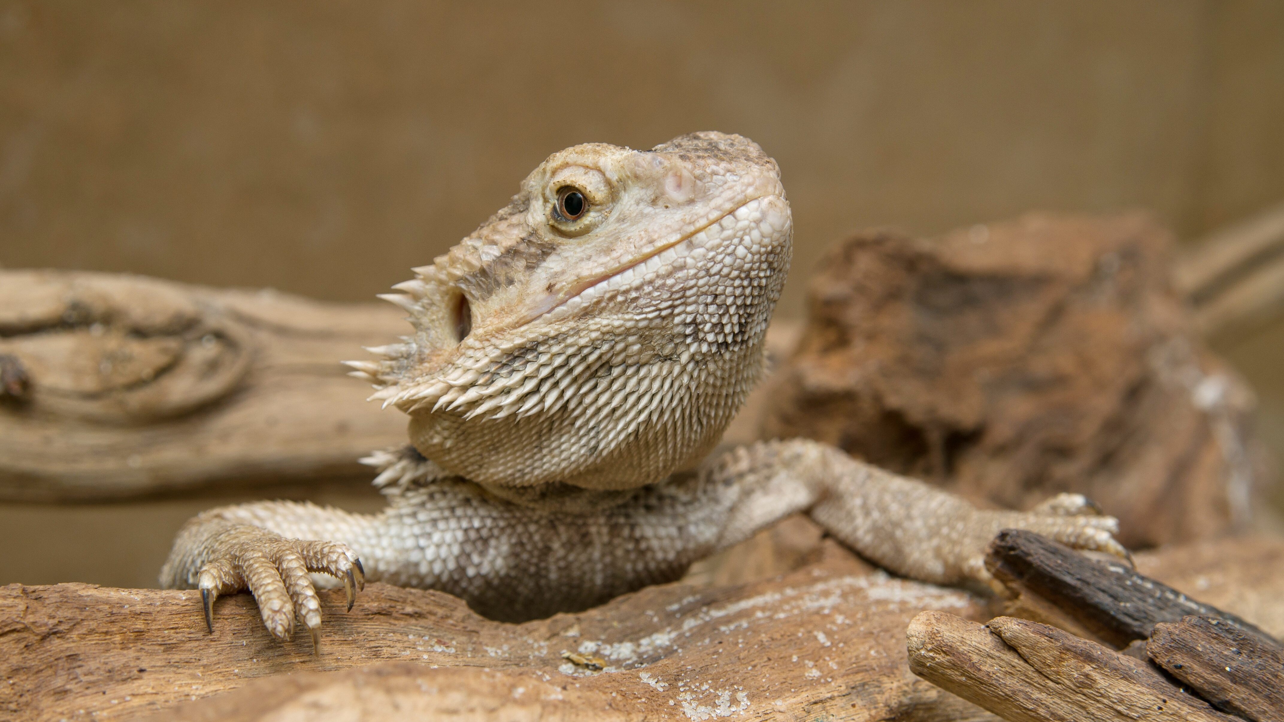 drago barbuto