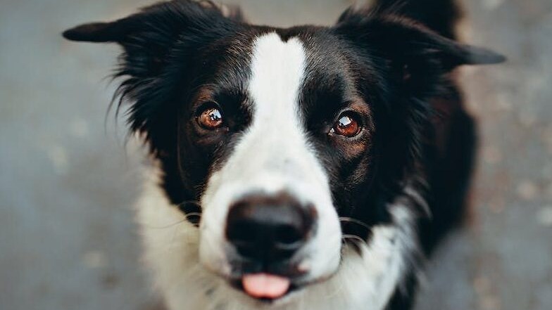 Cane con lingua fuori