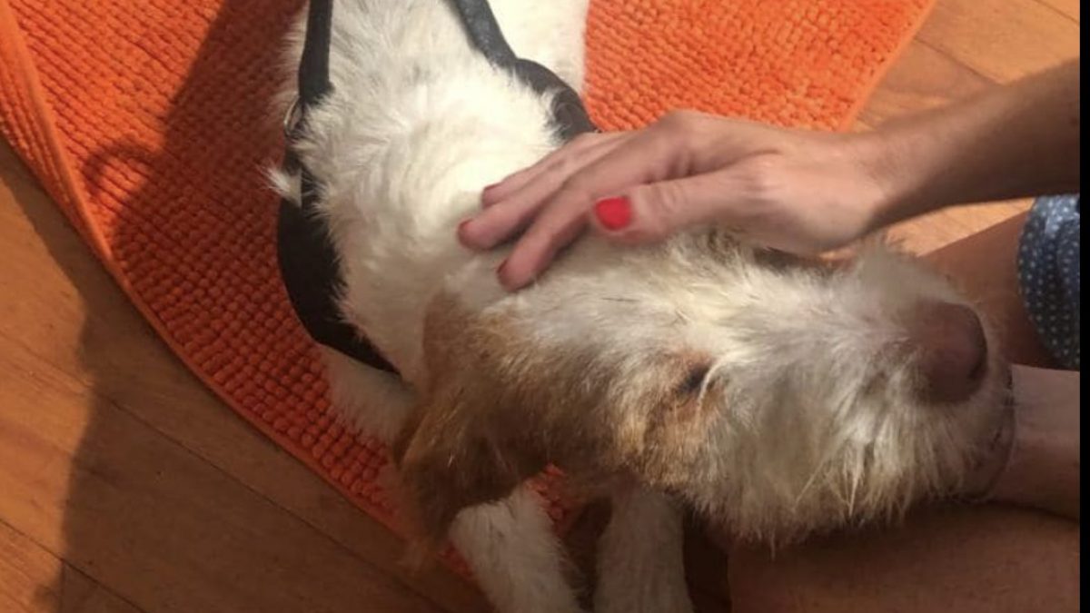 rosella sensi cane argilla