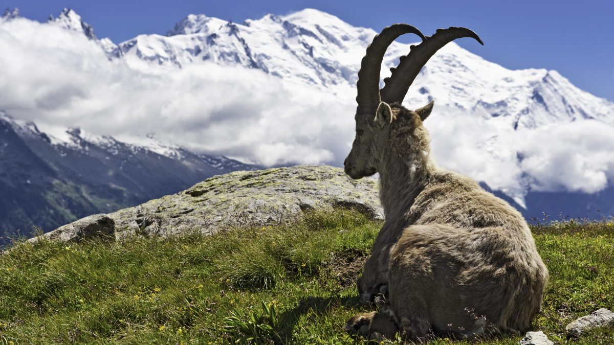 stambecco sui monti