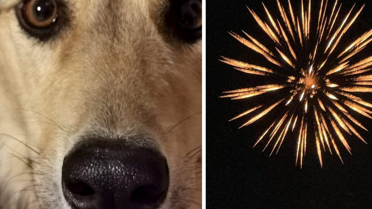 Cane fuochi d'artificio | Kodami
