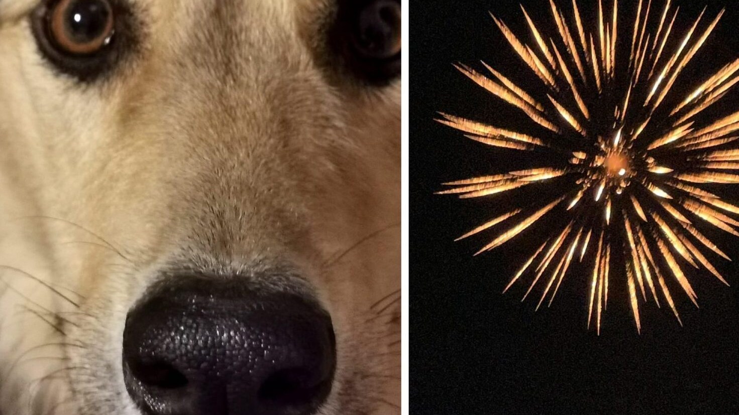 Cane fuochi d'artificio | Kodami