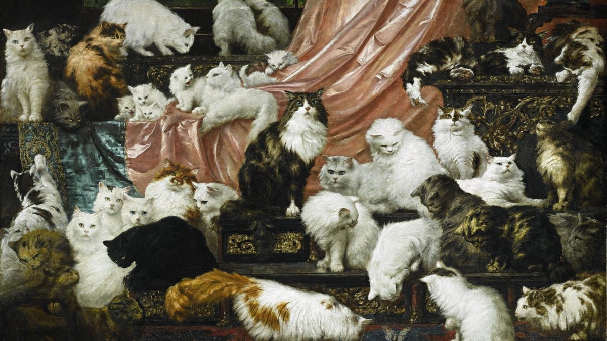 gatti arte