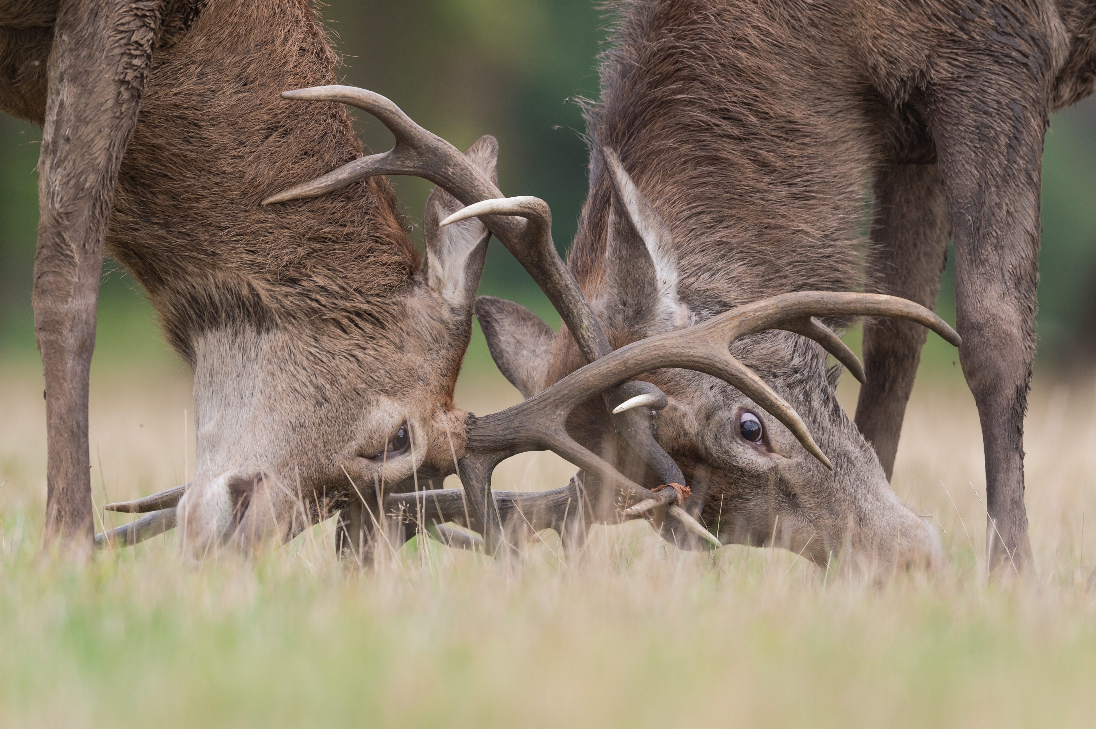 Il video della cerva che si beffa dei maschi, l'esperta «La femmina si