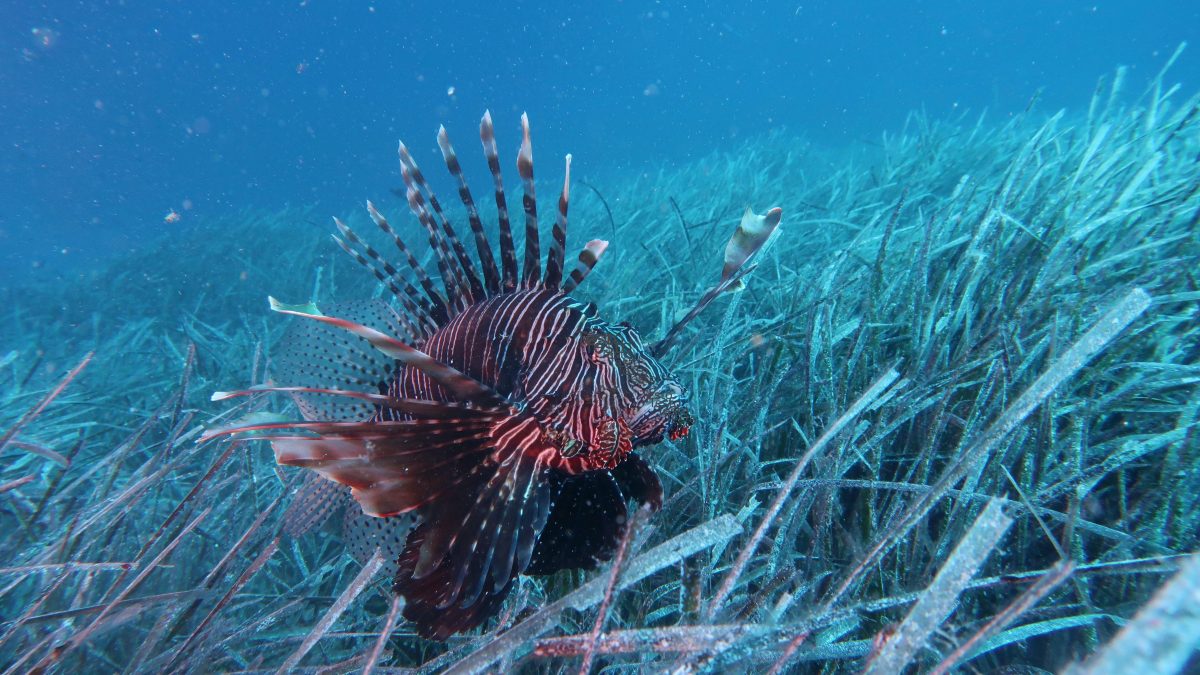 Lionfish CNR