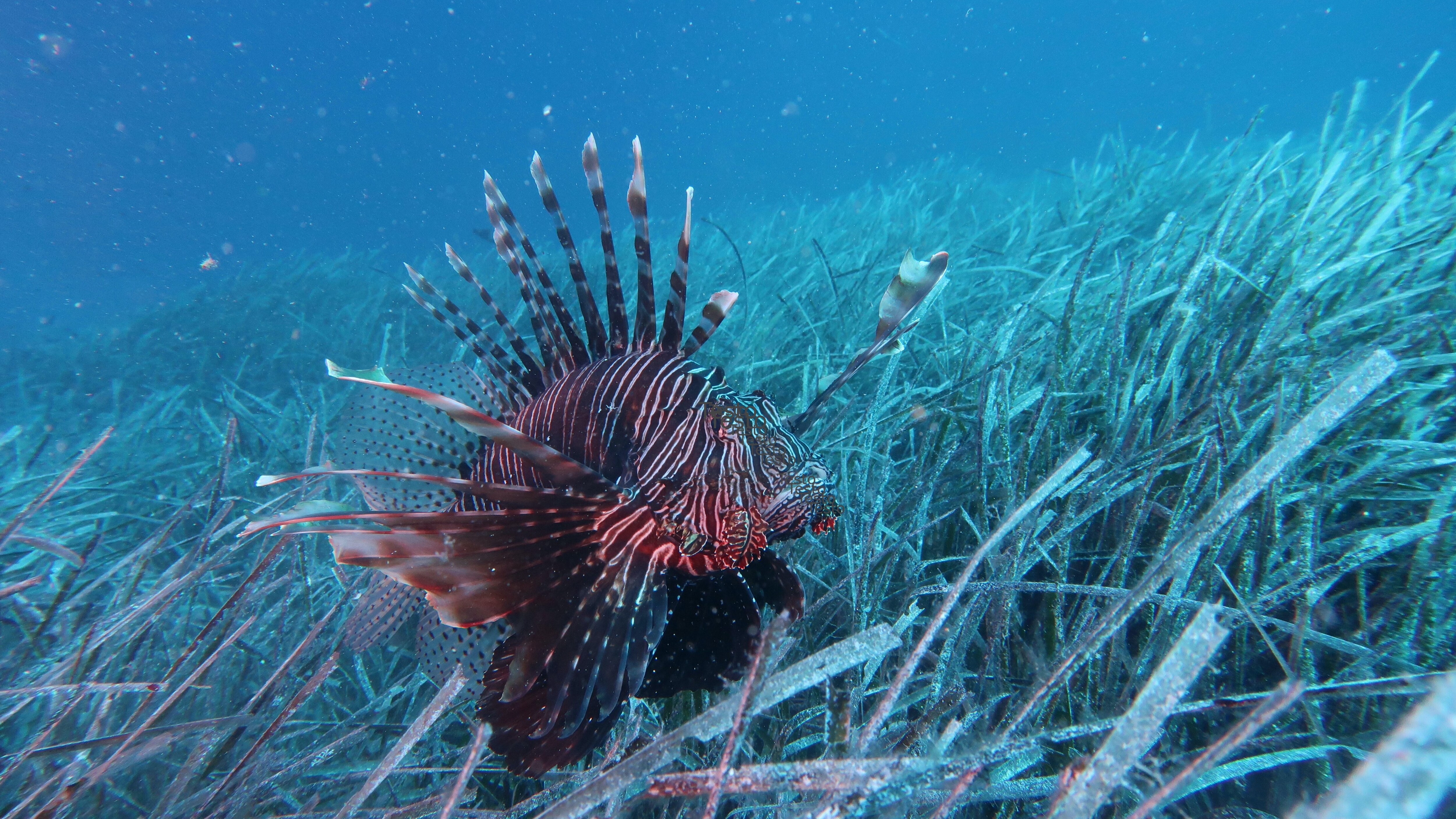 Lionfish CNR