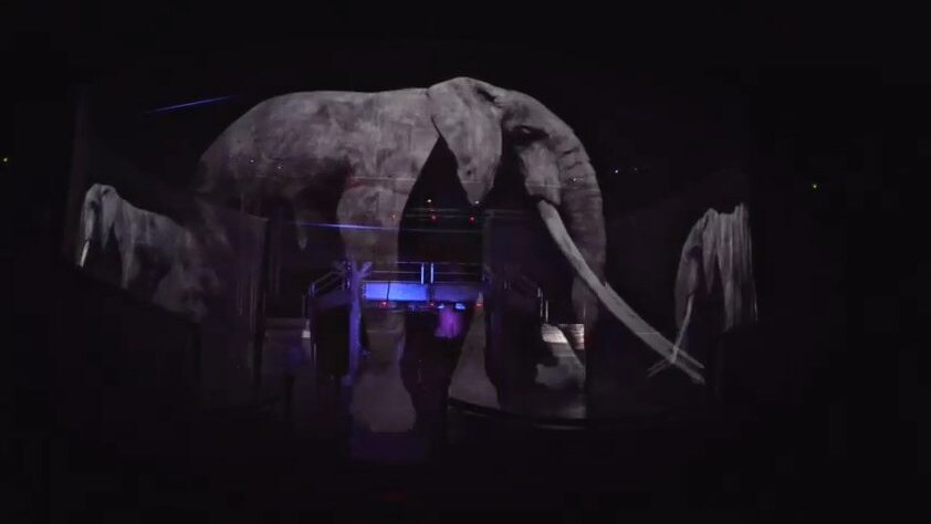 circo senza animali
