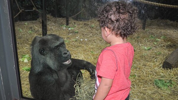 gorilla Helen