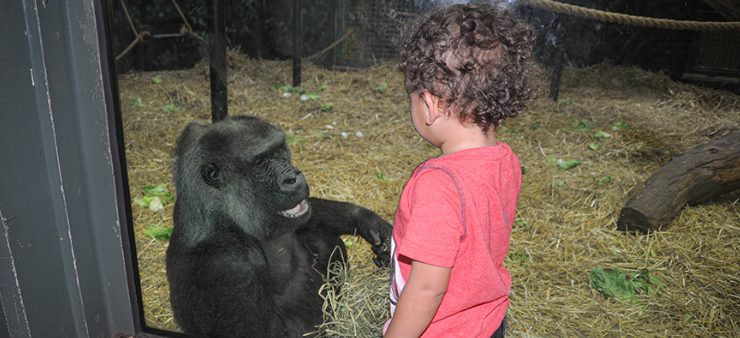 gorilla Helen