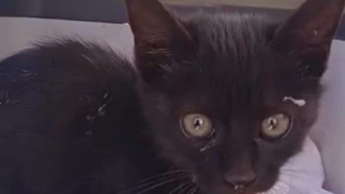 Gattino nero