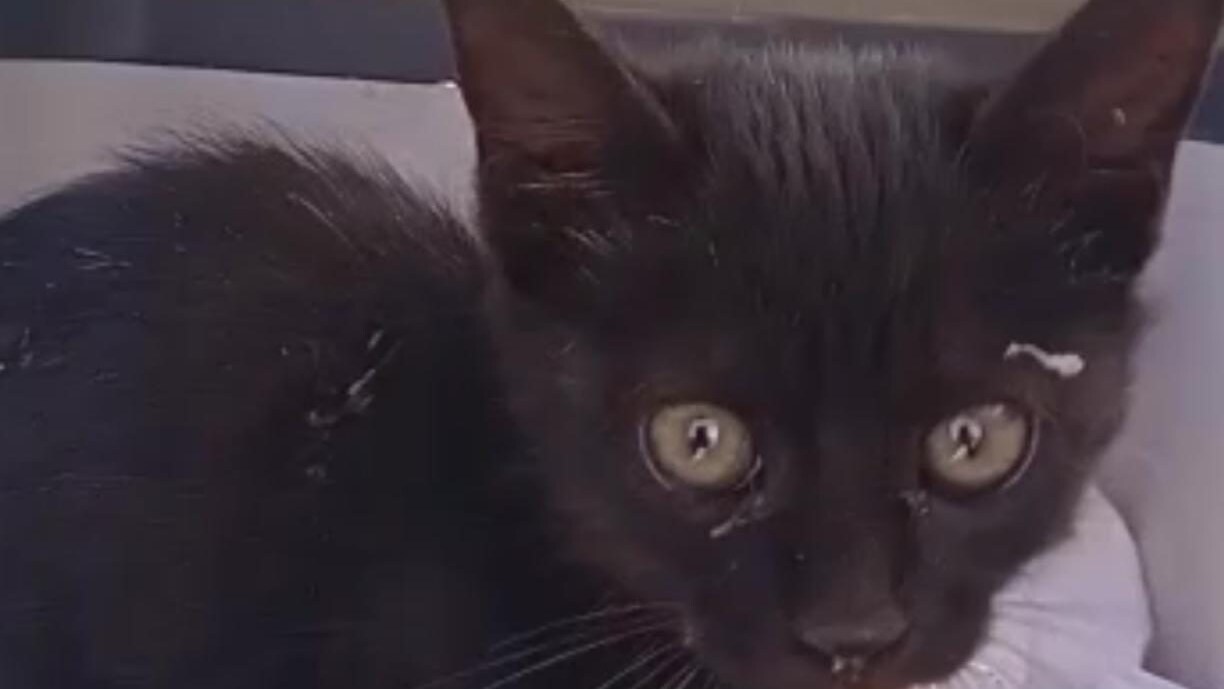 Gattino nero