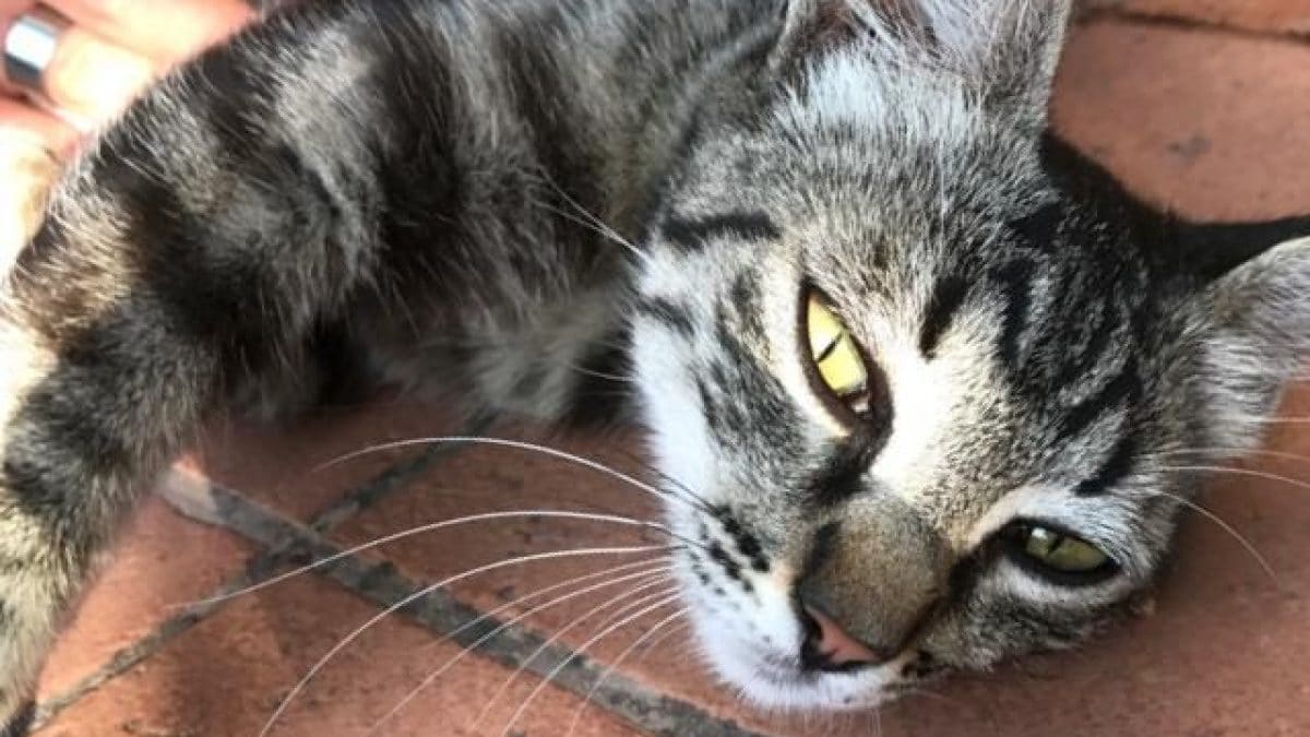 Gatto Kodami