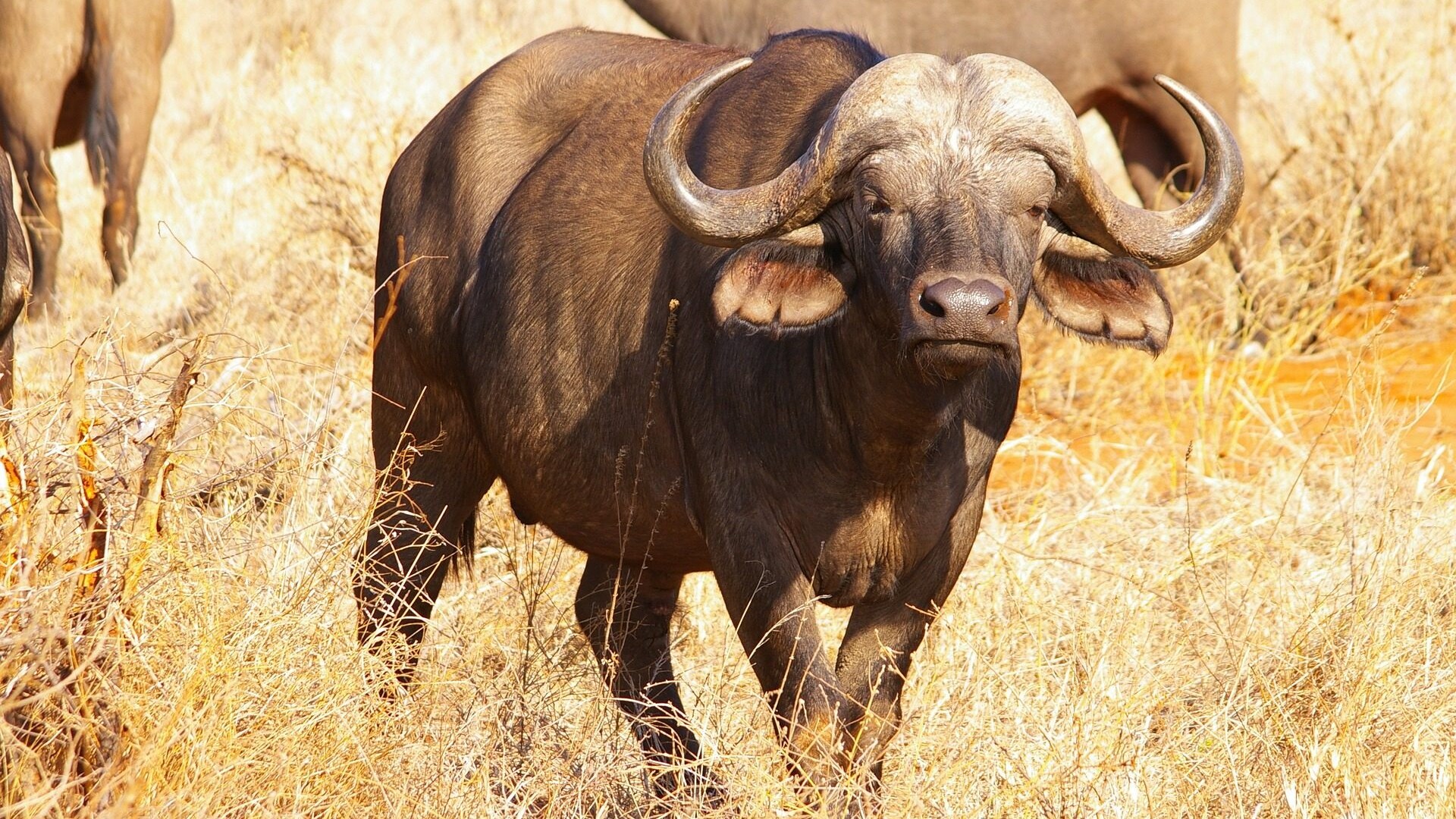 bufalo