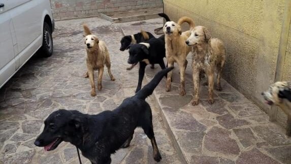 animal hoarding