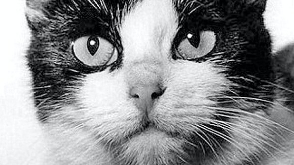 gatta felicette