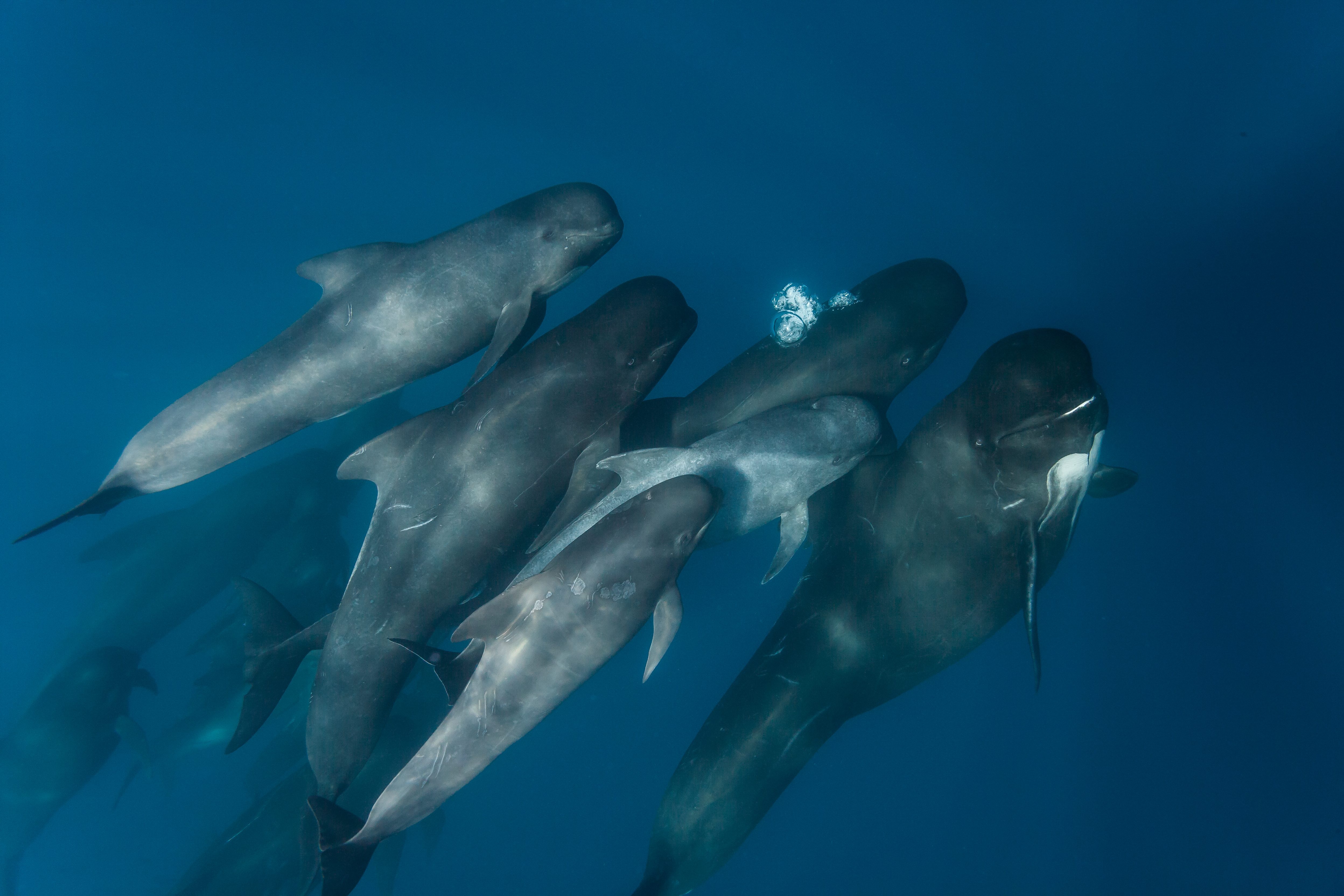 Nuova mattanza di cetacei alle Fær Øer, Sea Shepherd «Strage terrificante, altro che tradizione» Nuova mattanza di cetacei alle Fær Øer, Sea Shepherd «Strage terrificante, altro che tradizione»