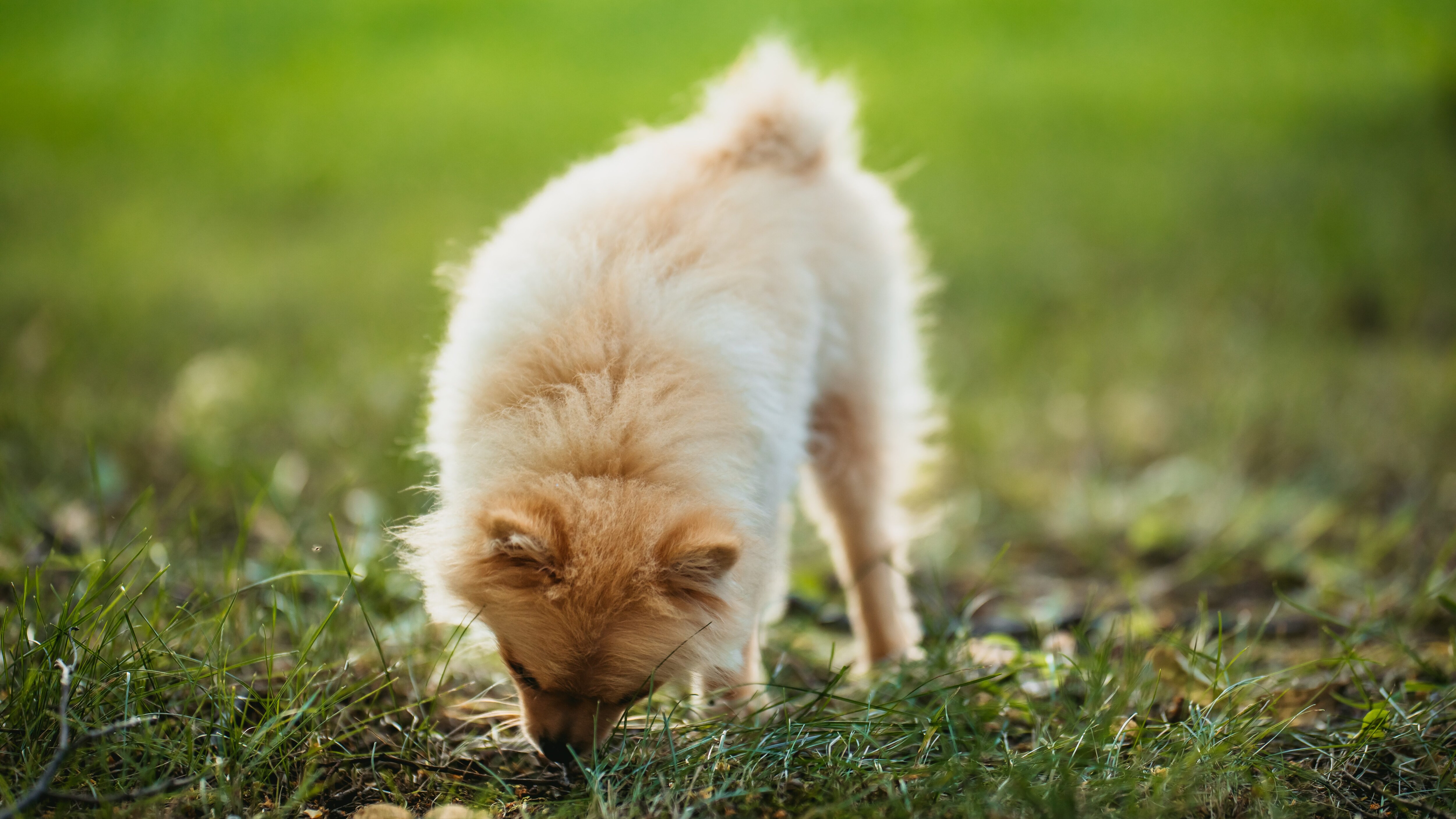 boccone avvelenato cane
