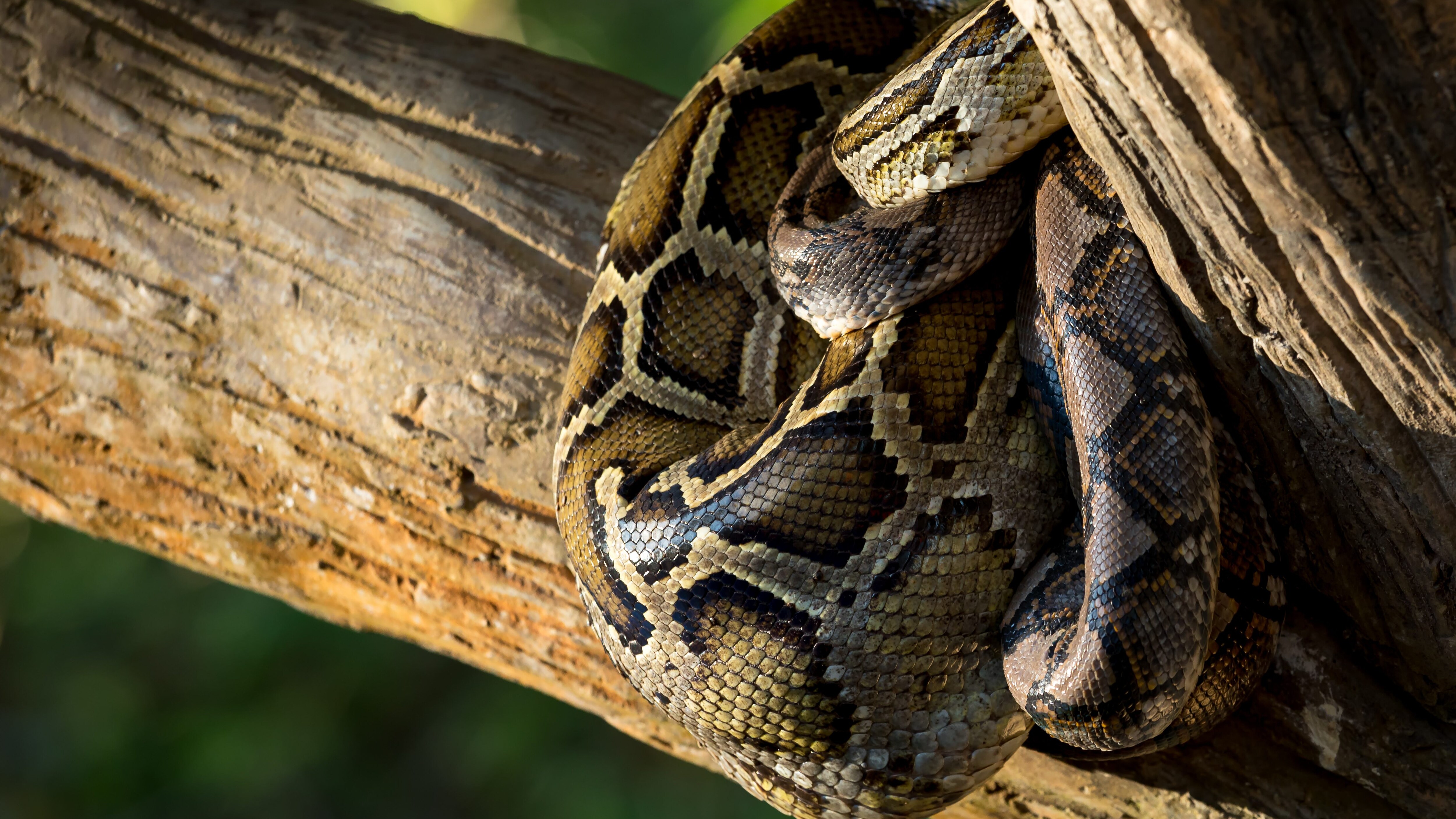 pitone reticolato indonesia