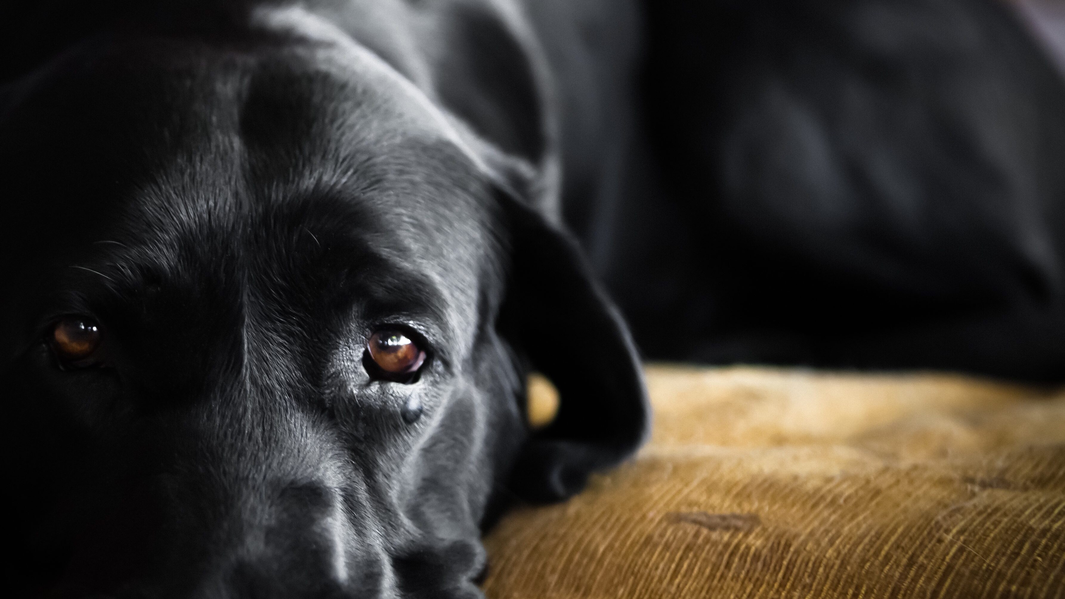 cane auto san miniato