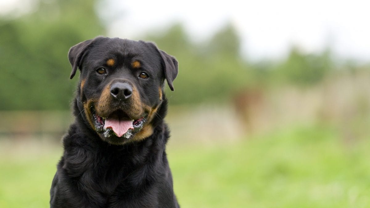 cane rottweiler