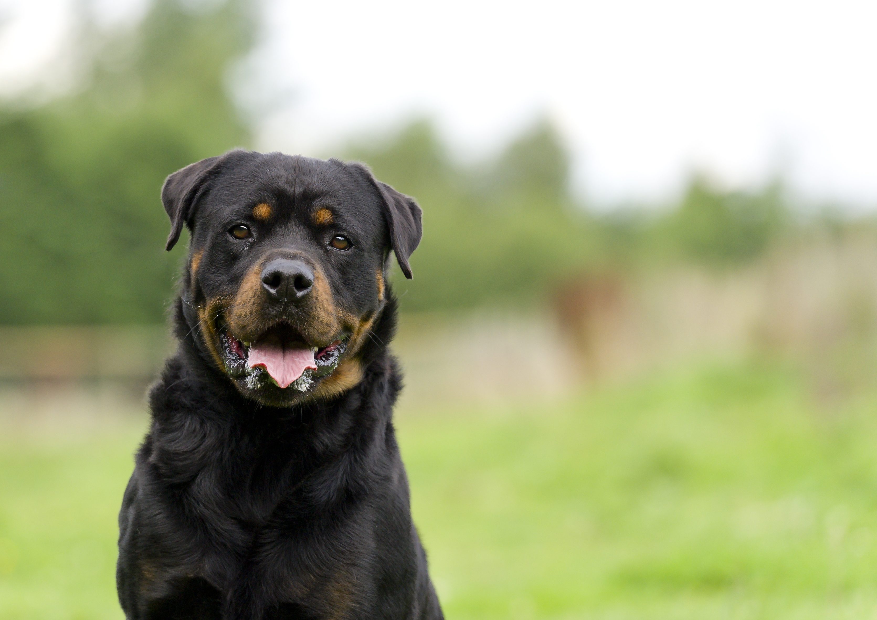 cane rottweiler