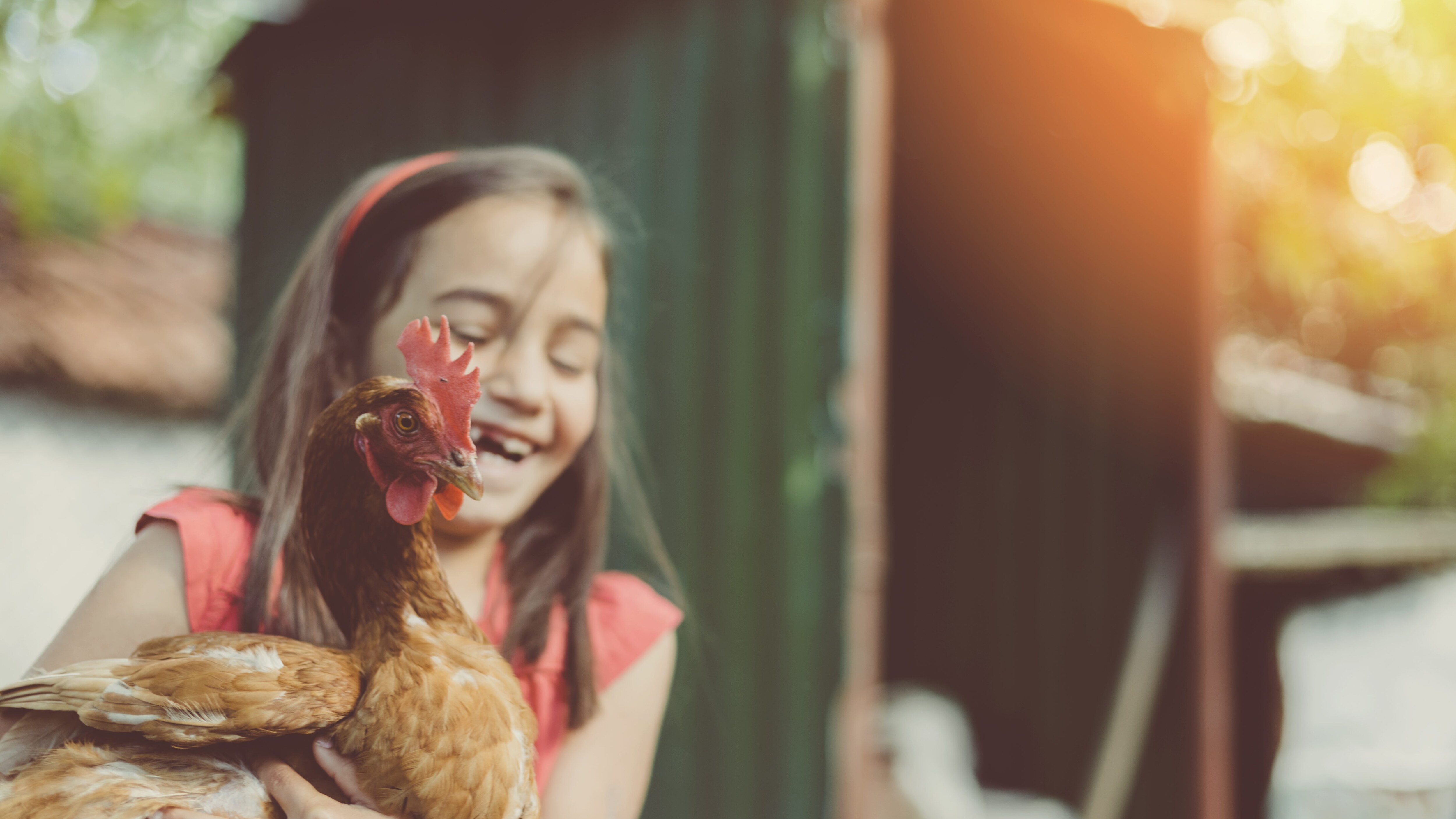 bambina gallina