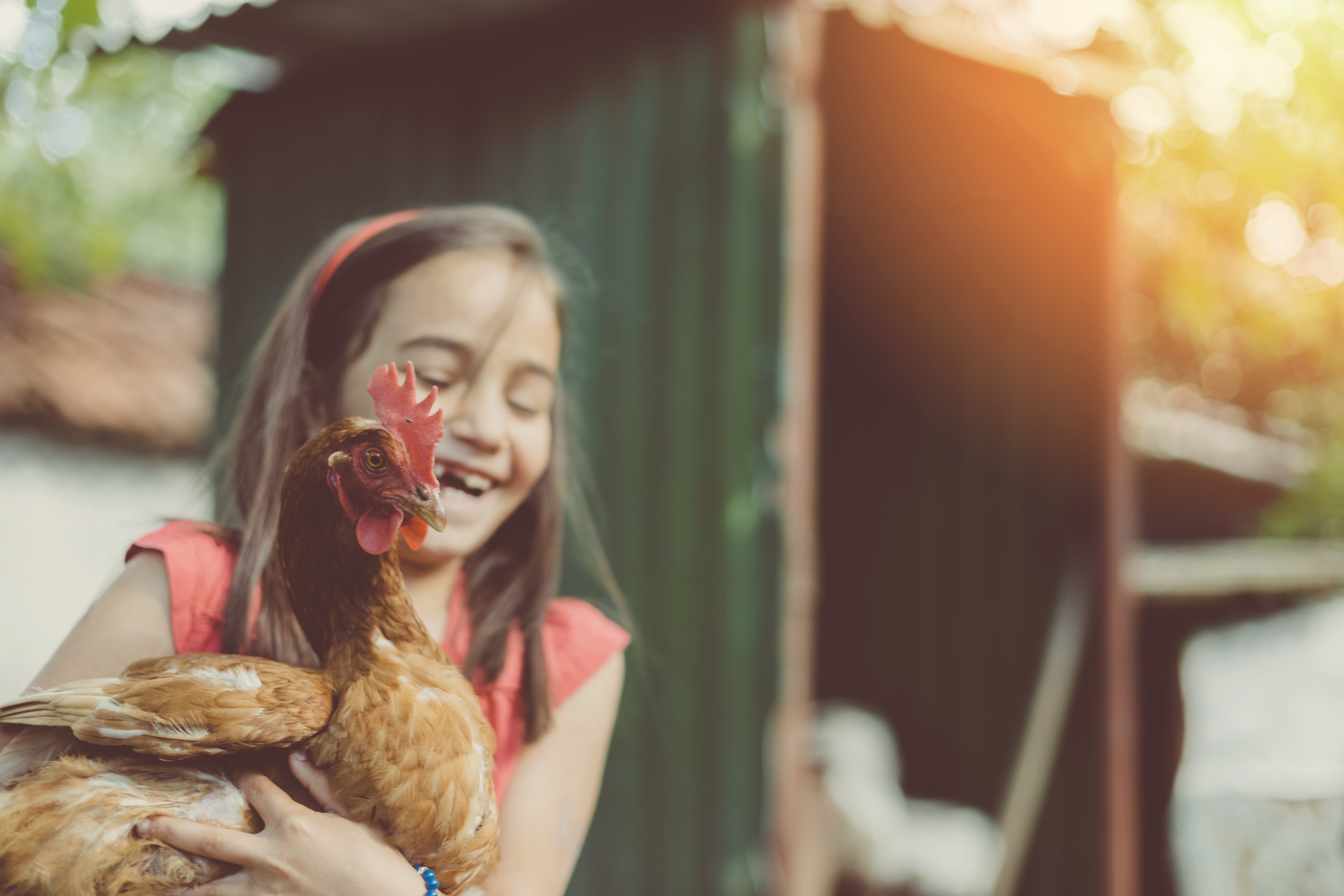 bambina gallina