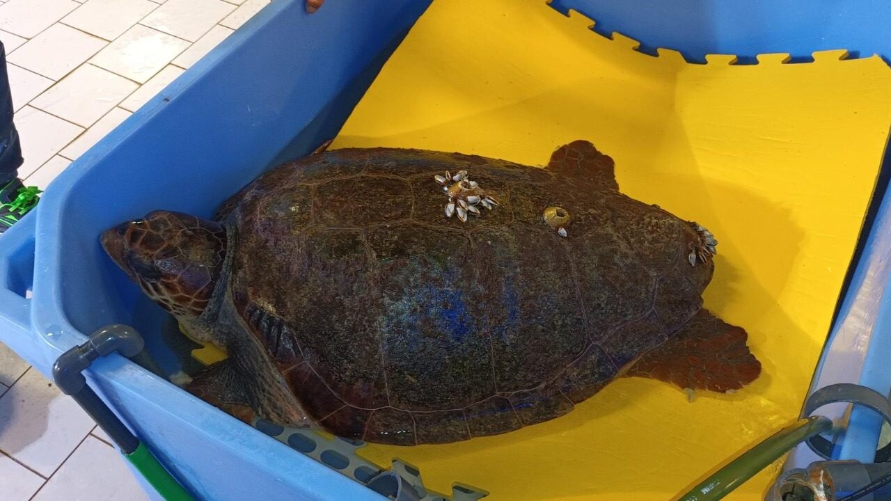 tartaruga caretta caretta