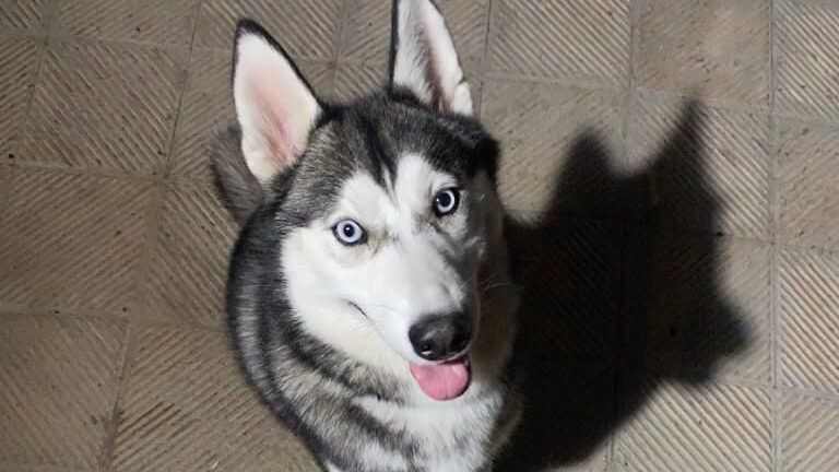 Husky Astro