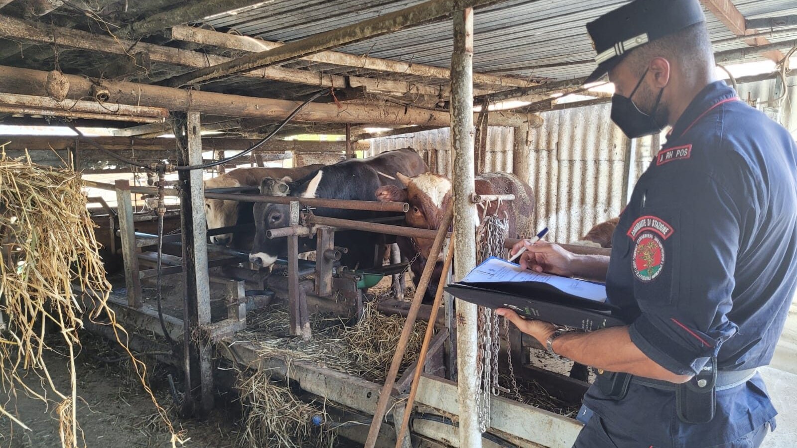 macello abusivo caserta