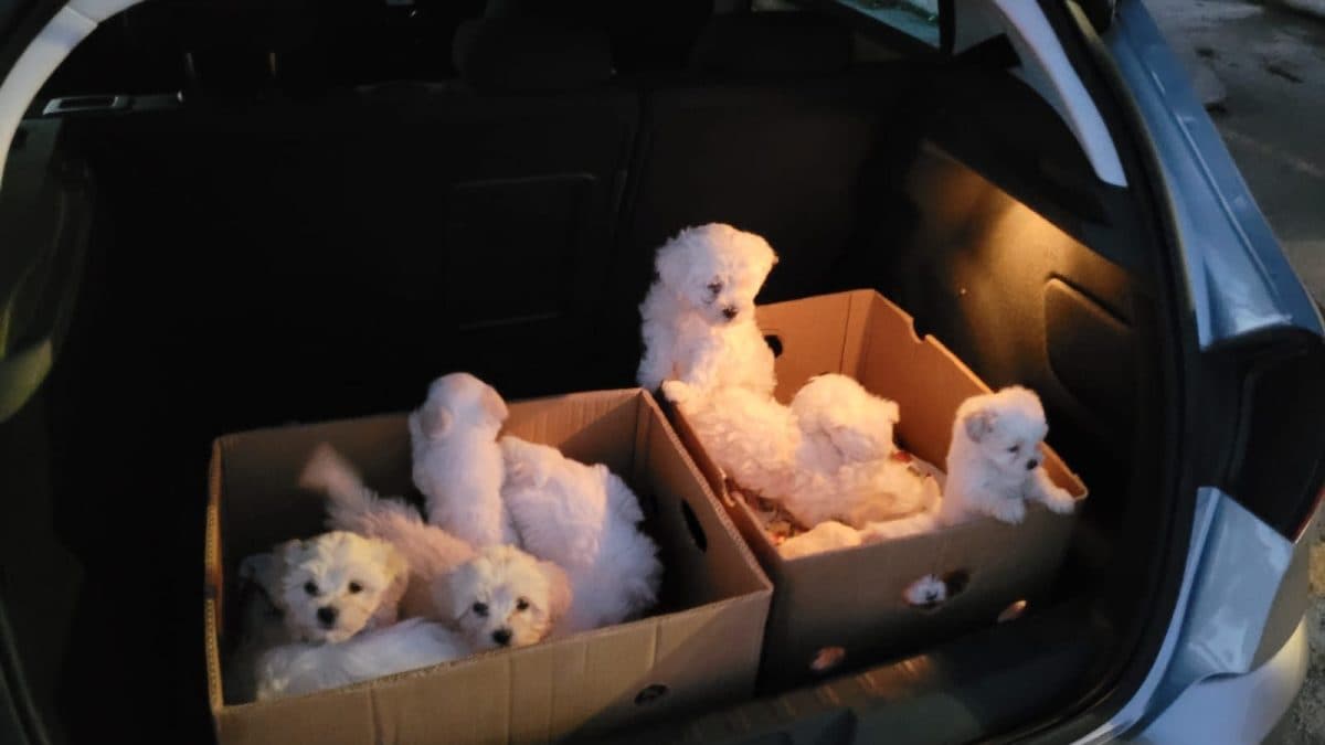 sequestro cuccioli Cassino