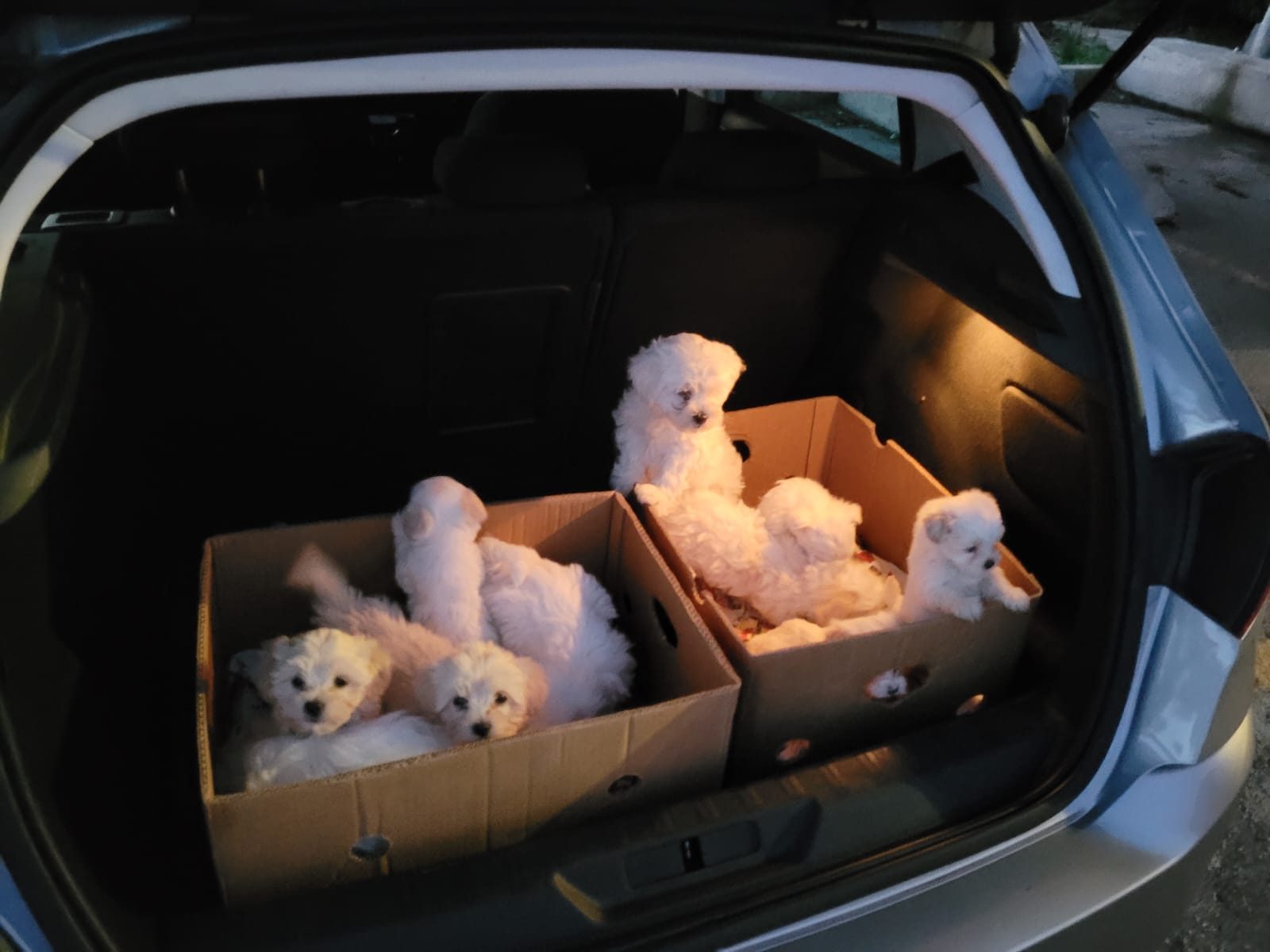 sequestro cuccioli Cassino