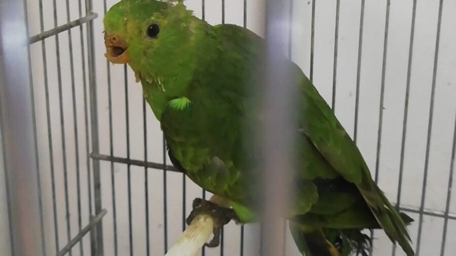 Pappagallo Fierobecco