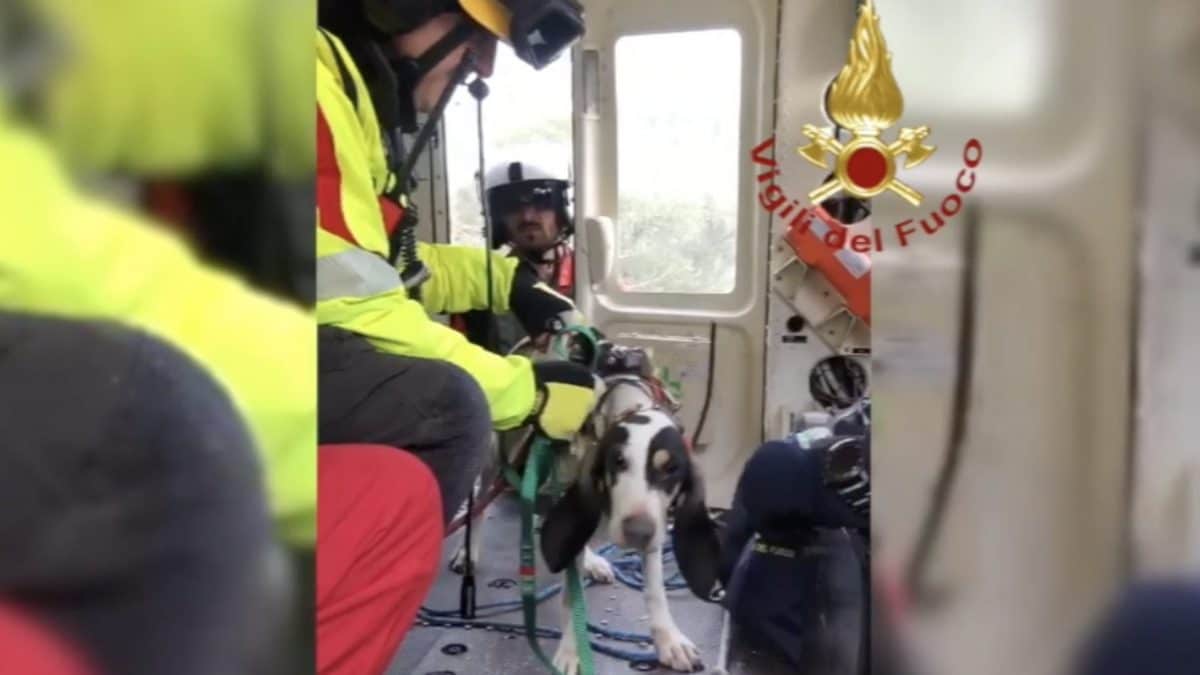cane caccia dirupo