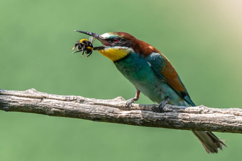 Il Gruccione Comune Merops Apiaster il-gruccione-comune-merops-apiaster