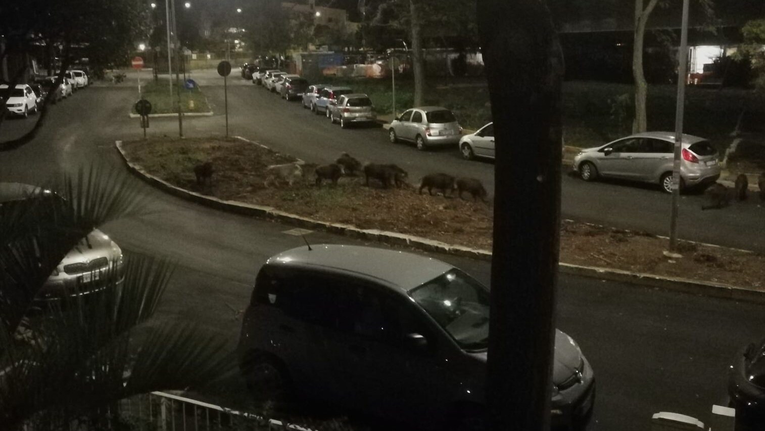 cinghiale bianco pomezia