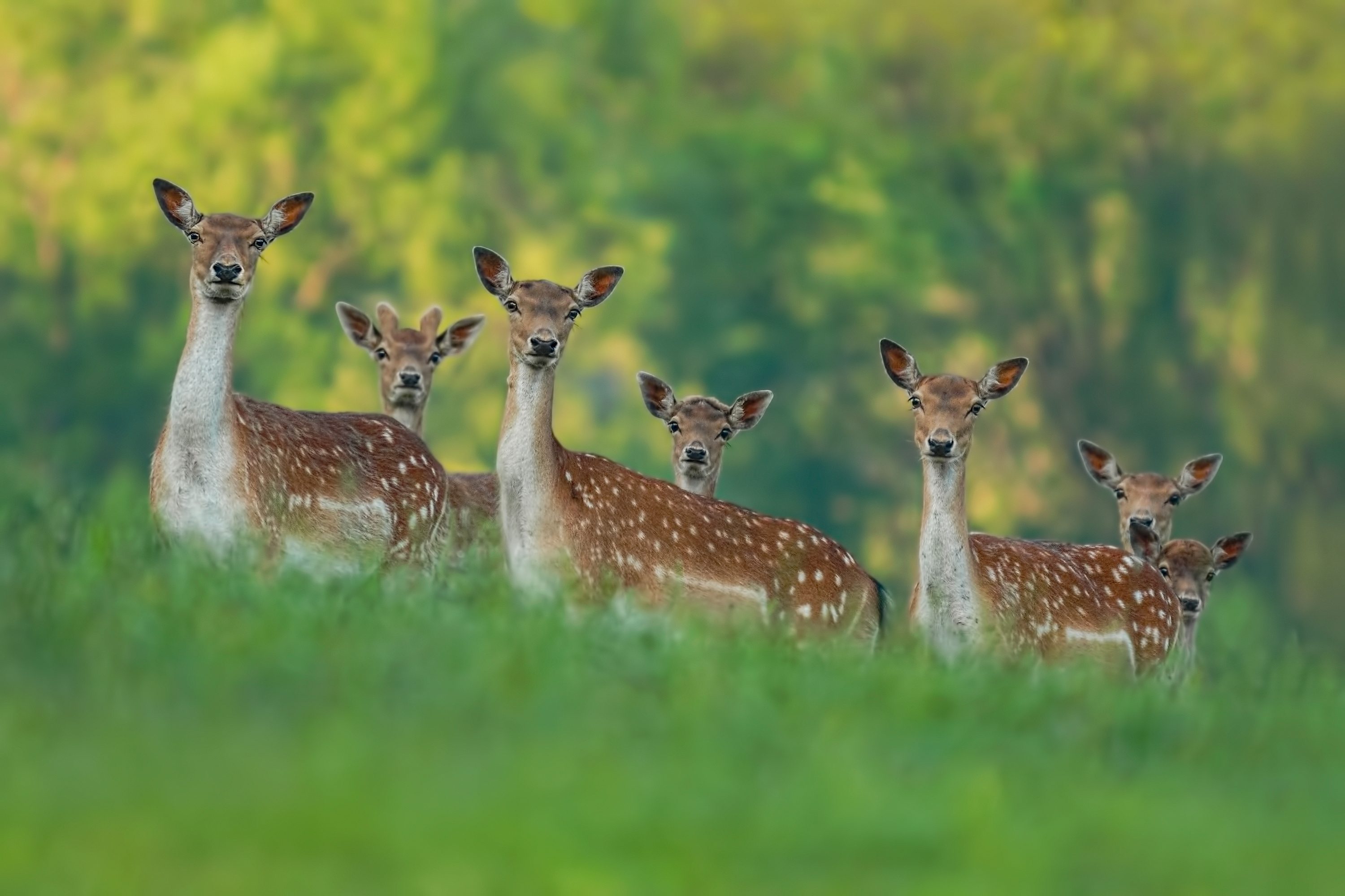 Daini Rever Daini abbattuti a colpi di fucile nel parco delle Madonie, le polemiche ...