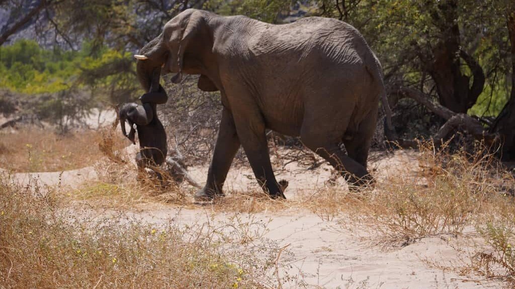 elefante namibia
