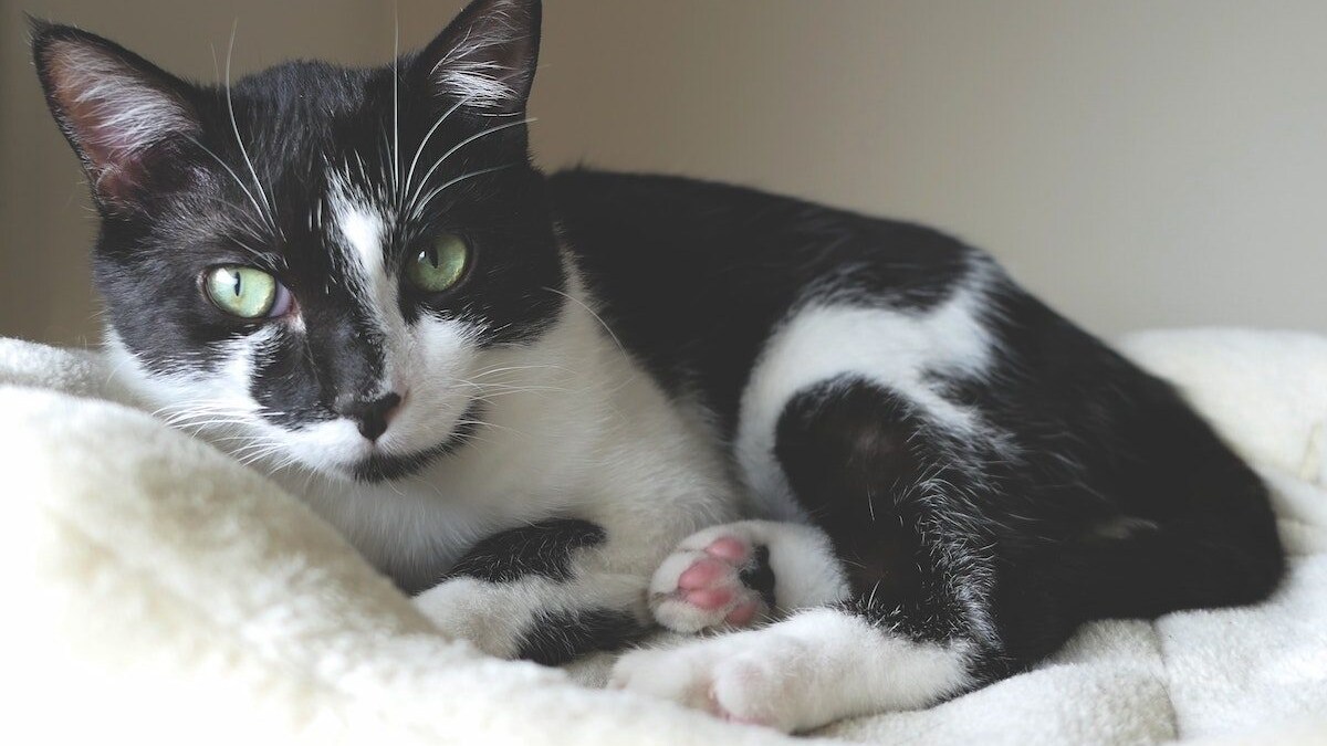 gatto freddo
