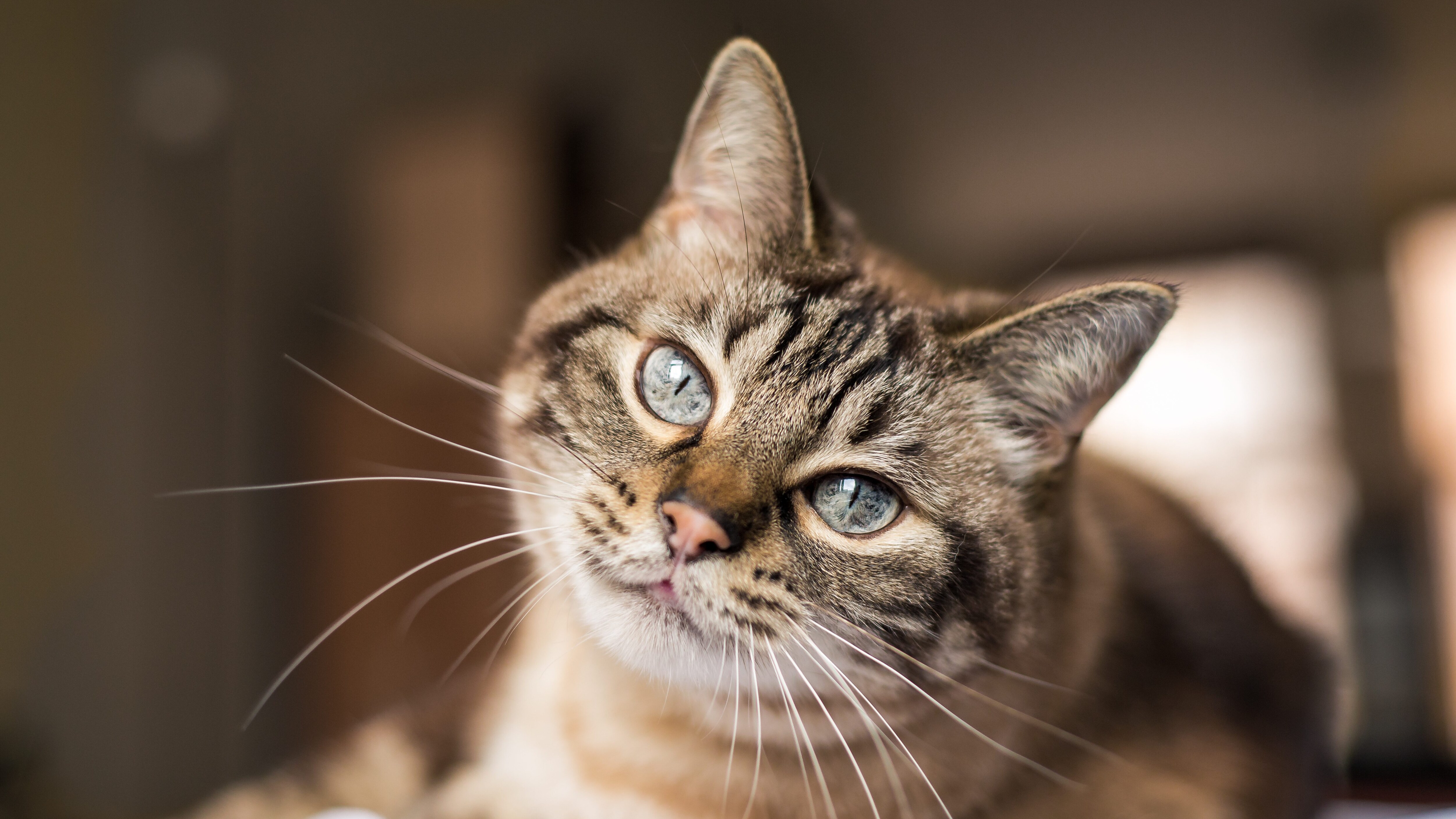gatto